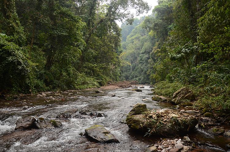 2022年銅箐河古樹春茶特點(diǎn)？