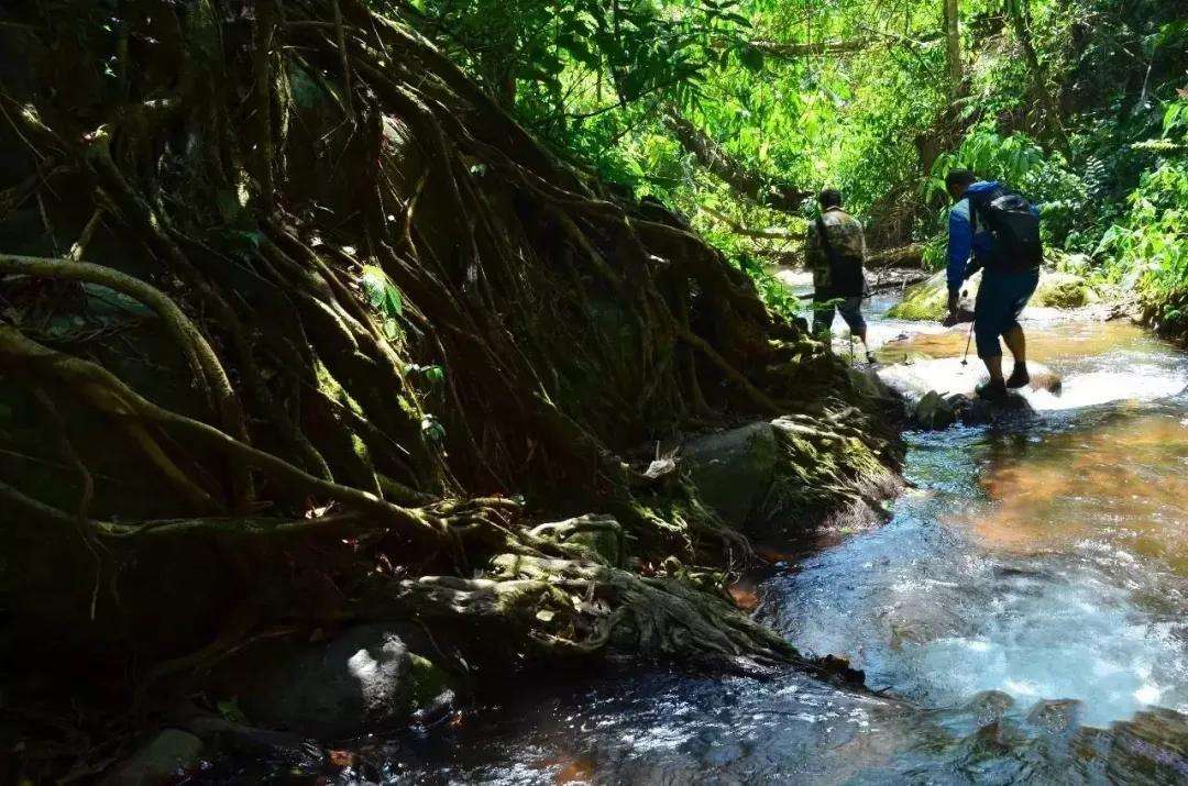 2022年銅箐河古樹春茶價格？