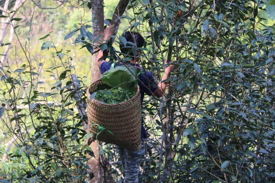 2022年百花潭古樹春茶特點(diǎn)？