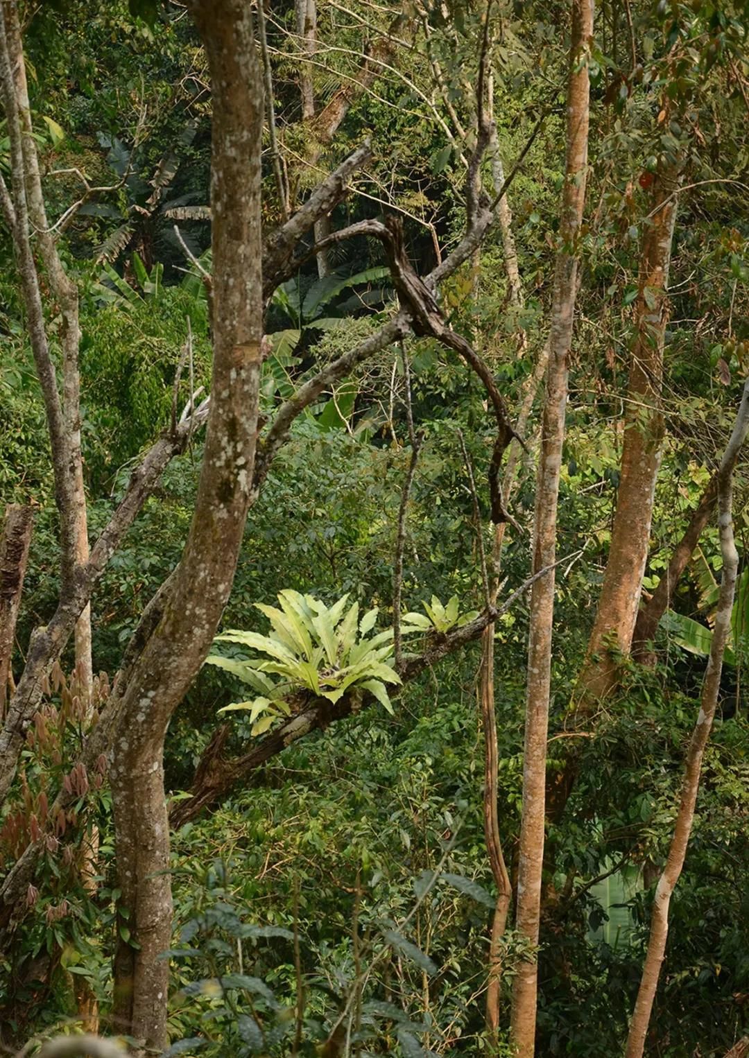2022年百花潭古樹春茶多少錢一公斤？