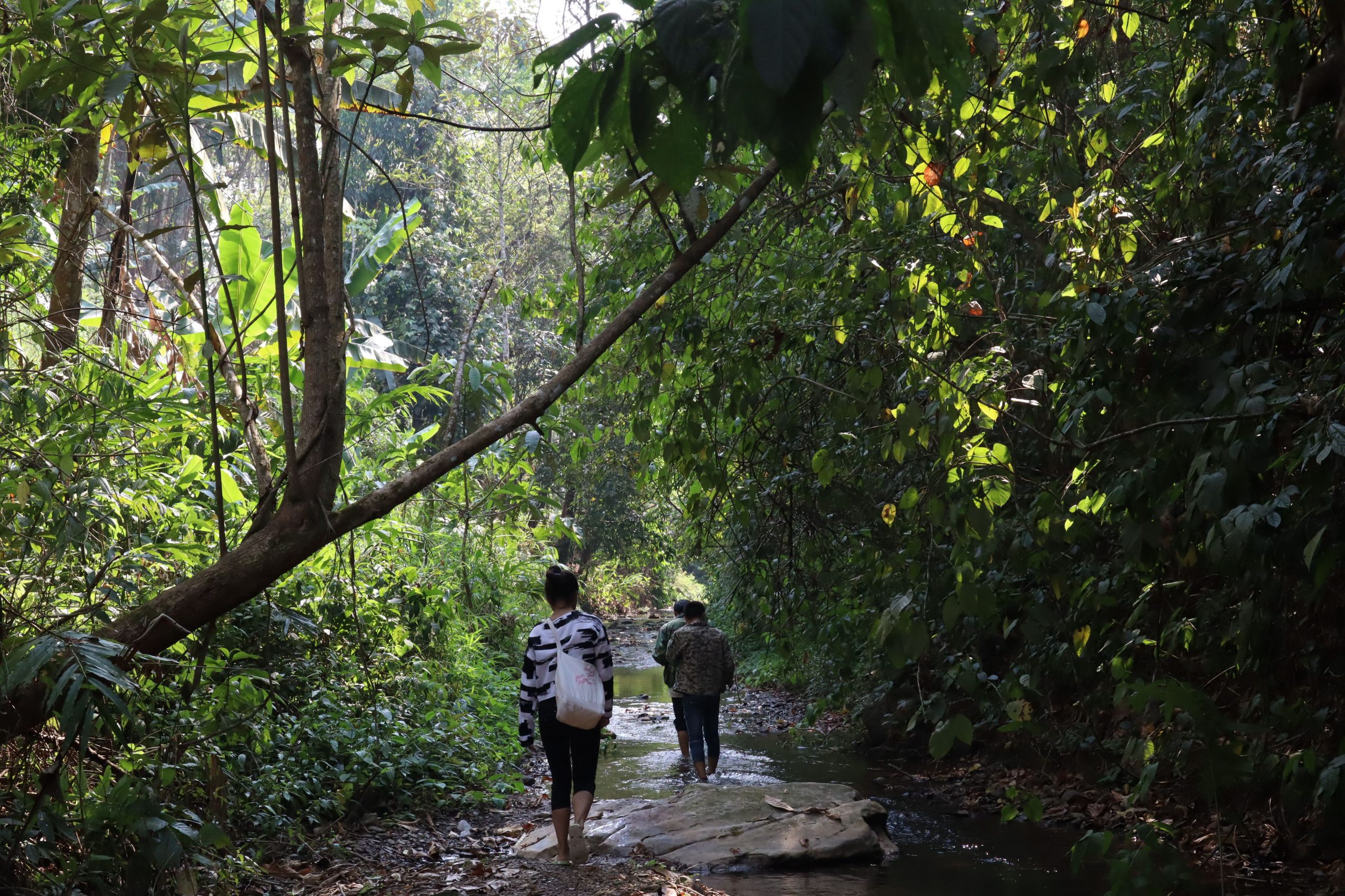 2022年蟒蛇箐古樹春茶口感？
