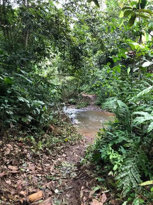 2022年蟒蛇箐古樹春茶價格？