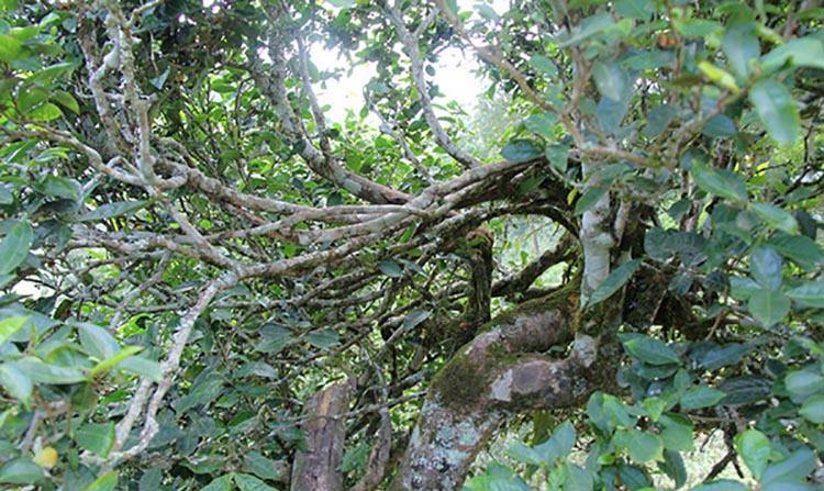 2022年倚邦曼拱古樹春茶特點(diǎn)？