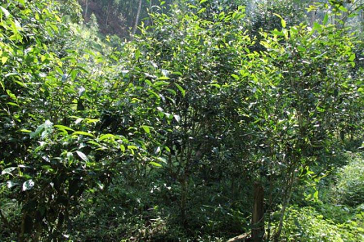 2022年倚邦曼拱古樹春茶價(jià)格？