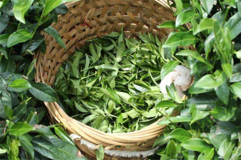 2022年曼松古樹(shù)春茶價(jià)格？