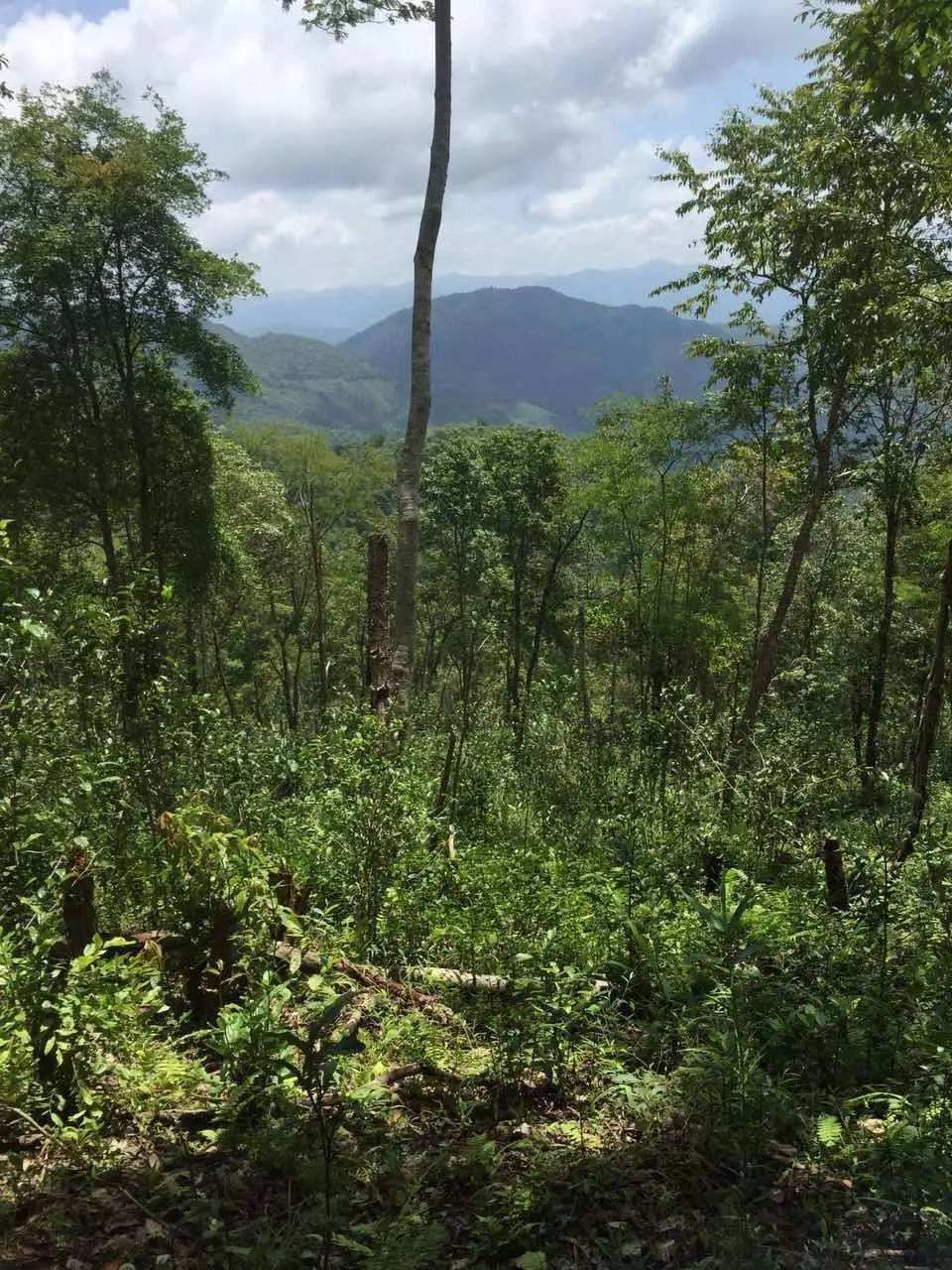 2022年一泡曼松古樹春茶？一飲帝王味……