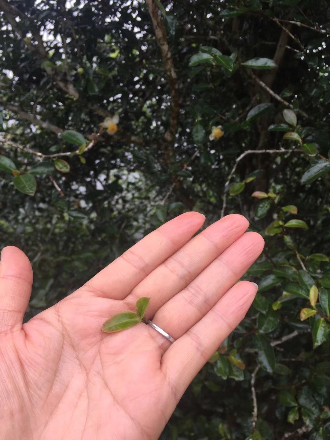 2022年倚邦貓耳朵古樹春茶價(jià)格？