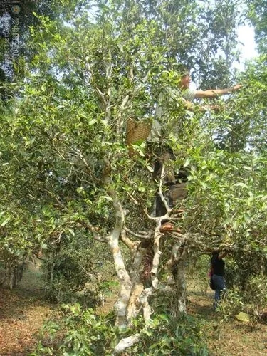 2022年蠻磚古樹春茶價格？