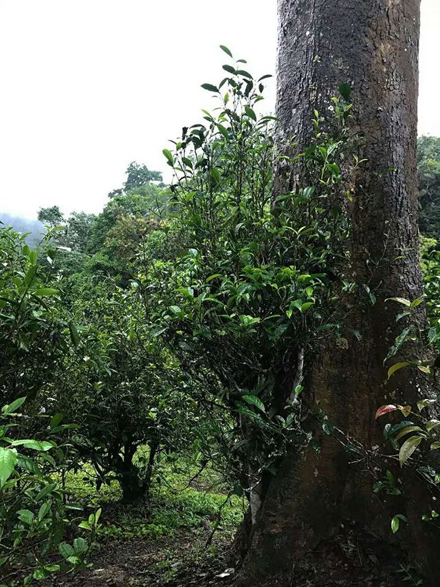 2022年普洱茶山行,古六大茶山里隱藏的王者蠻磚