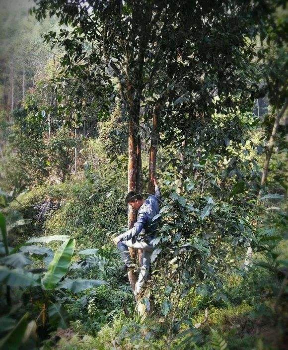 2022年桃子寨古樹春茶特點(diǎn)？