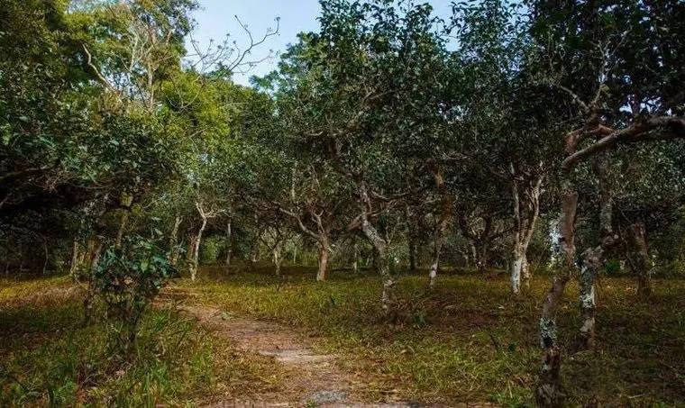 2022年桃子寨古樹春茶價格？