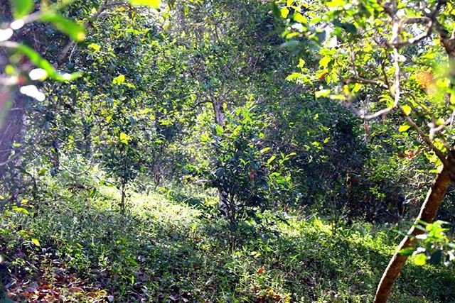 2022年革登古樹春茶價格？