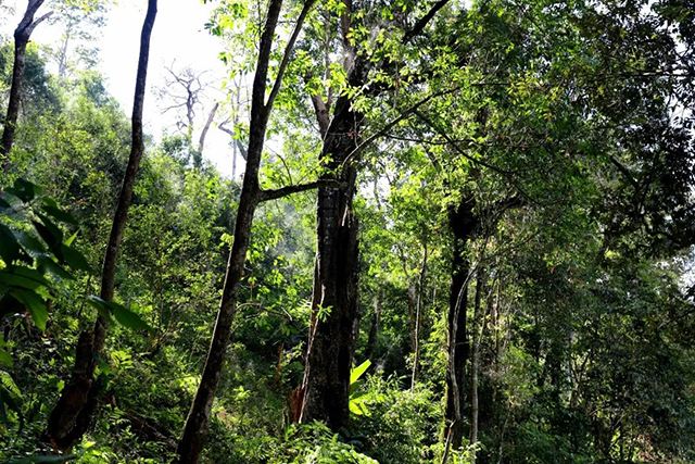 2022年革登古樹(shù)春茶，可飲可藏的絕佳茶品