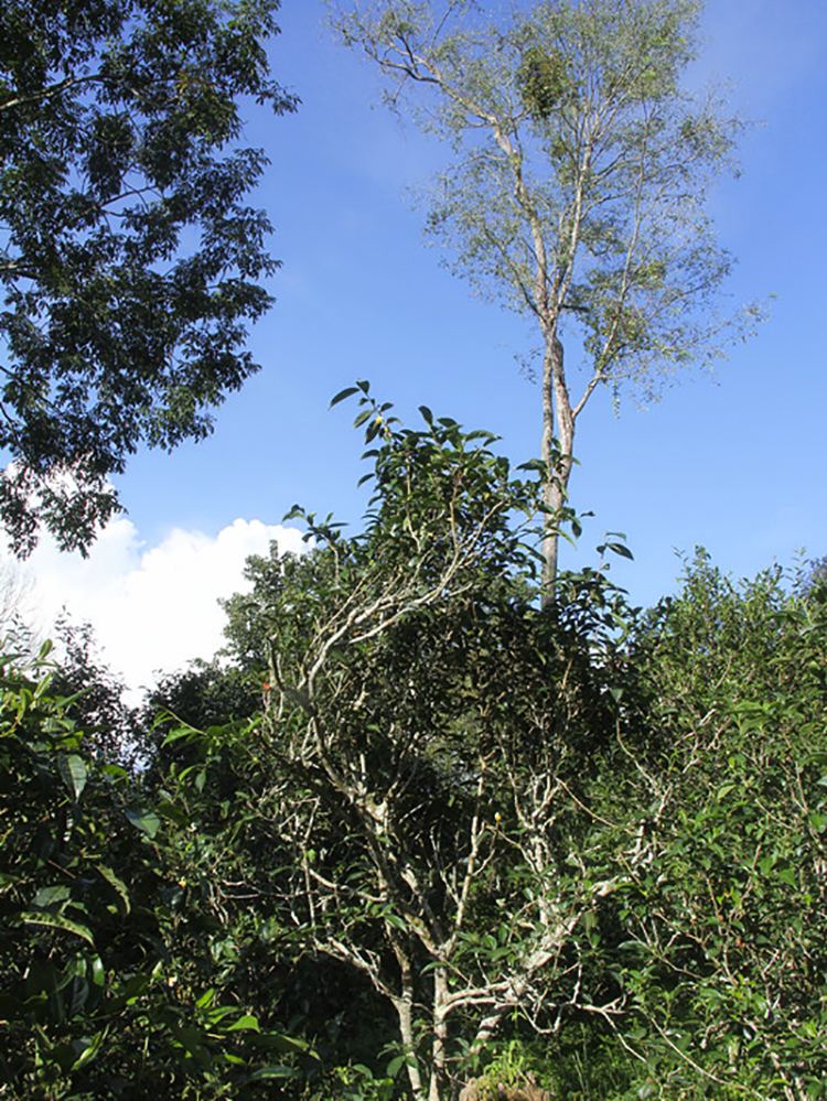 2022年莽枝古樹春茶口感？