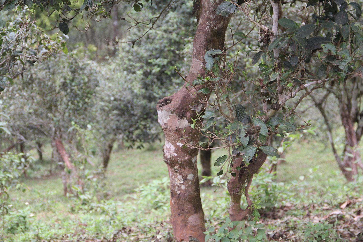 2022年莽枝古樹春茶價(jià)格？