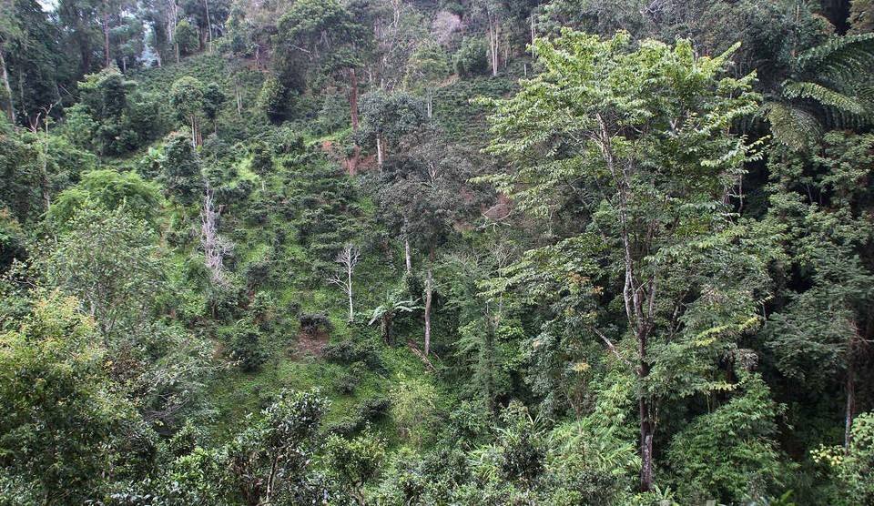 2022年攸樂(lè)古樹(shù)春茶價(jià)格？