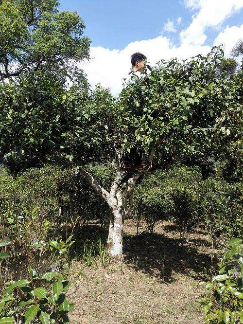 2022年攸樂古樹春茶多少錢一公斤？