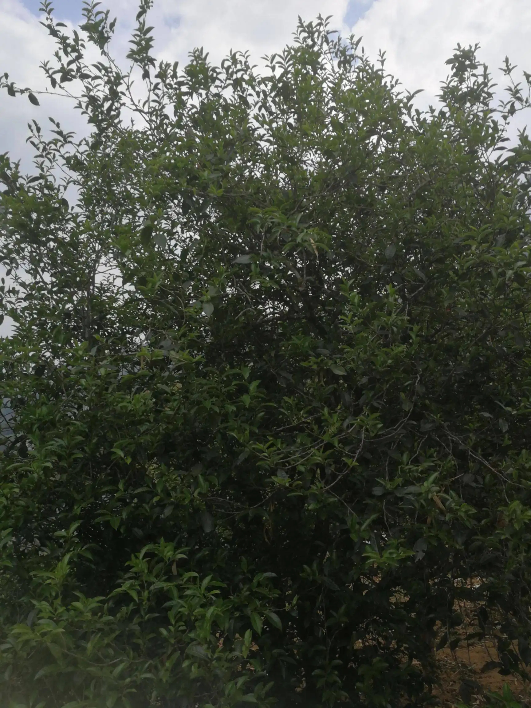 2022年曼秀古樹普洱茶特點