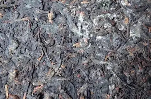 普洱茶泡了之后有霉味怎么辦？