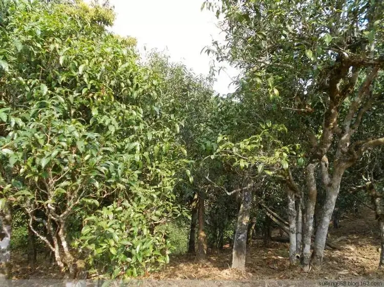 普洱茶山野味怎么解釋？