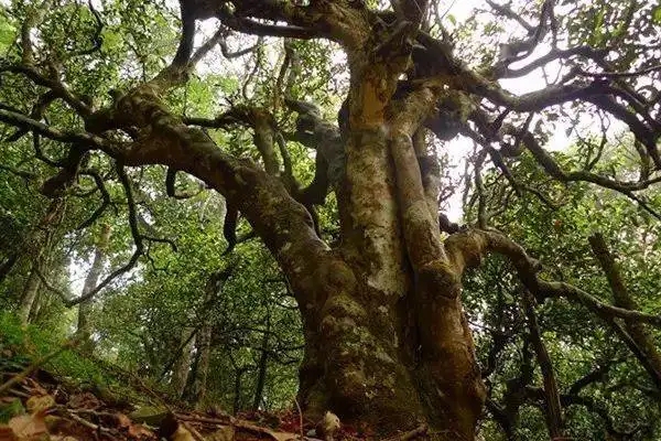 冰島！普洱茶界最有名的山頭，一次性把冰島茶講清楚！