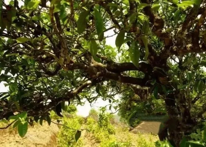 如何鑒別普洱茶樹(shù)齡？