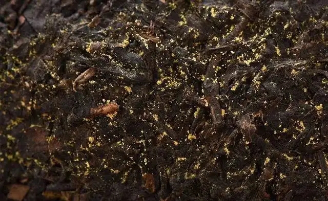 普洱茶的金花怎么鑒別？