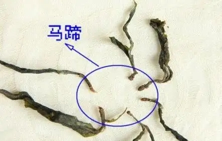 馬蹄竟然還能喝？普洱茶里的馬蹄你有了解過嗎？