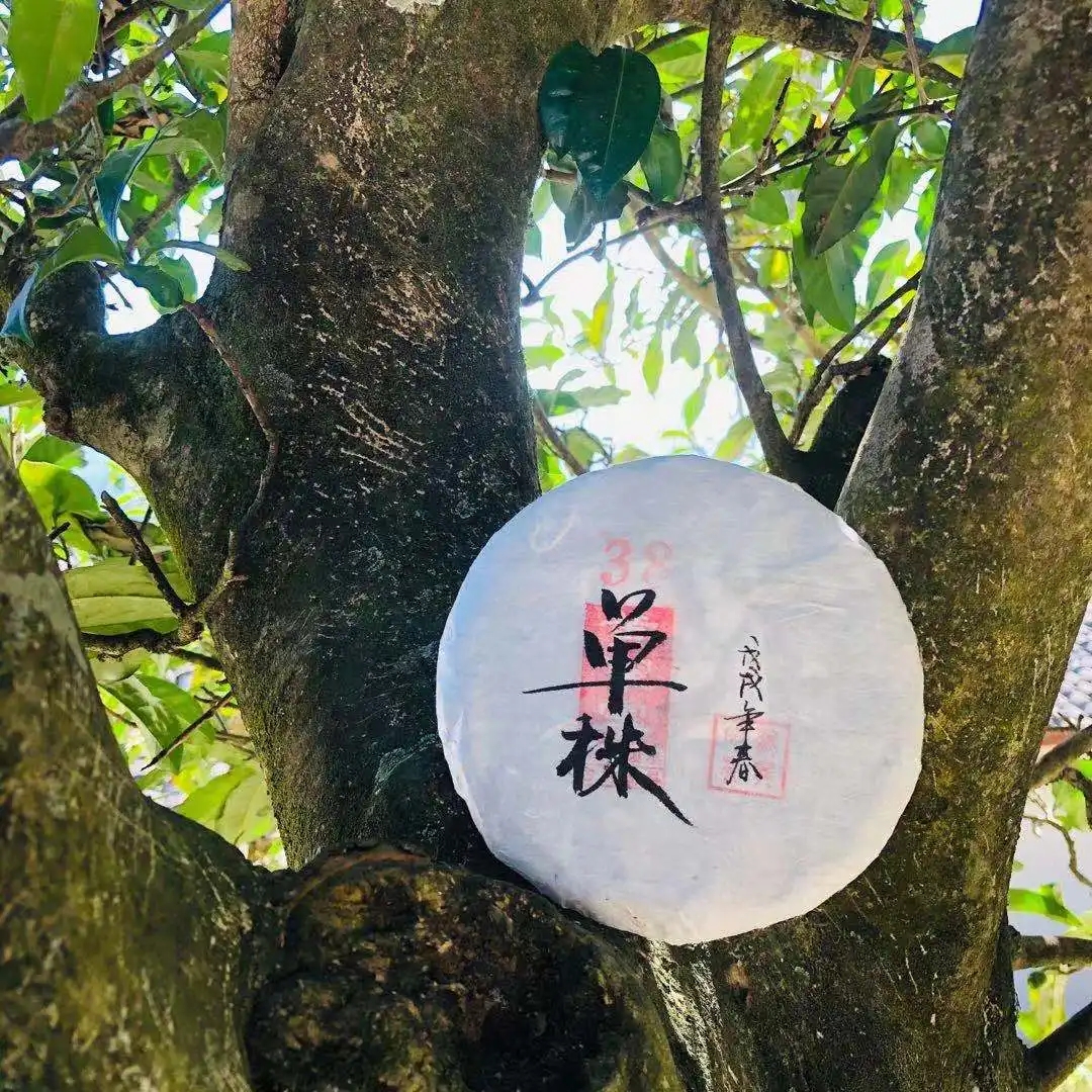 普洱茶單株是什么，好在哪里？