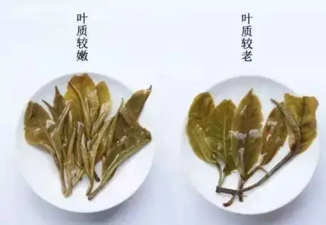 生普？熟普？如何挑選一款普洱茶？