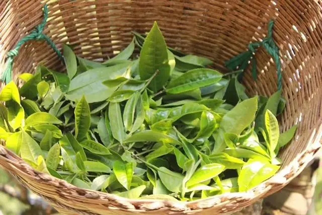 普洱茶3大核心產(chǎn)區(qū)，請(qǐng)好好收藏！