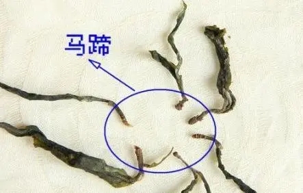 馬蹄竟然還能喝？普洱茶里的馬蹄你有了解過嗎？