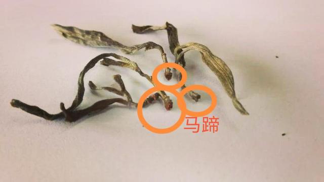 “馬蹄?！倍嗌俑竟?jié)有關(guān)系？