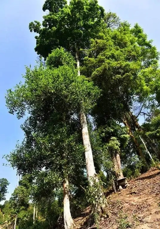 普洱茶概念中的“國有林”、“高桿古樹”是怎么樣的存在？