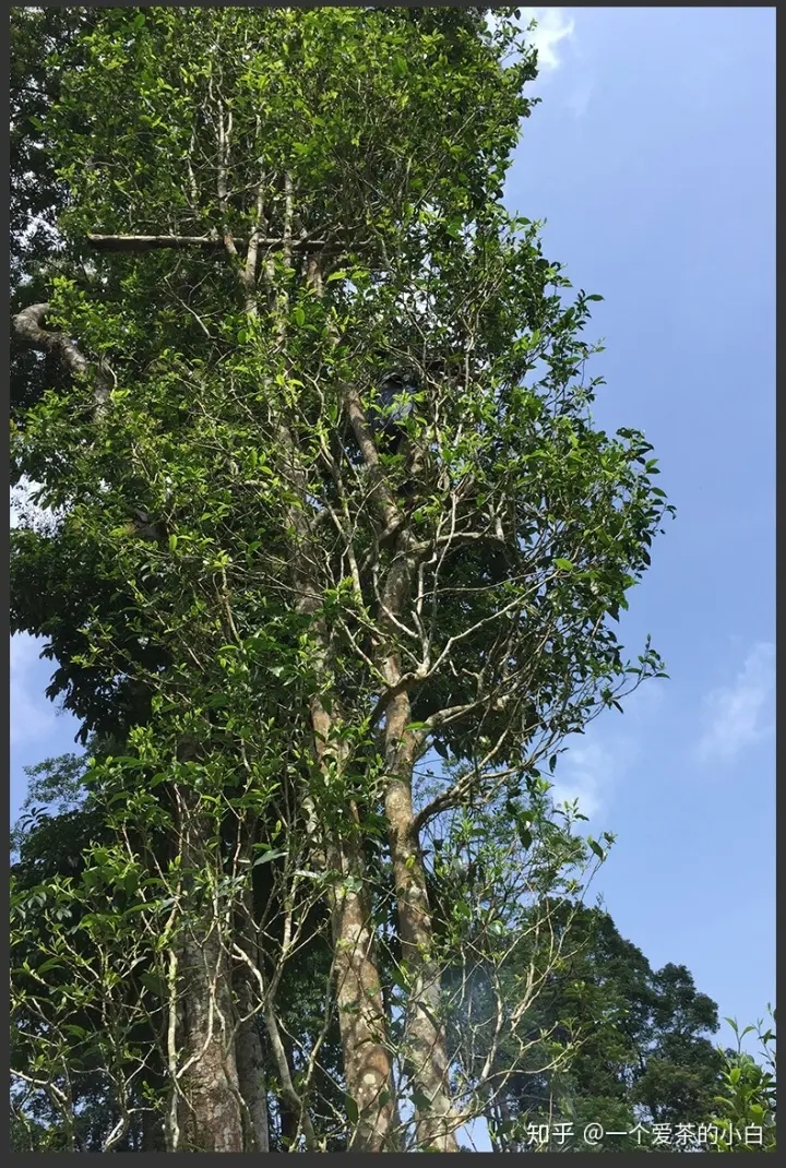 高桿古樹做成的普洱茶，憑什么紅遍大江南北？