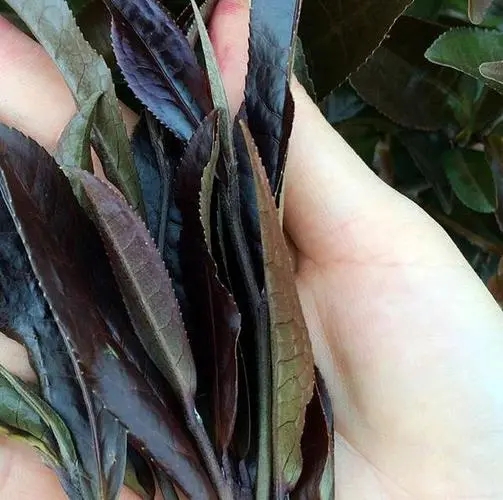 普洱茶中有一種叫“紫芽茶”的是怎么回事？