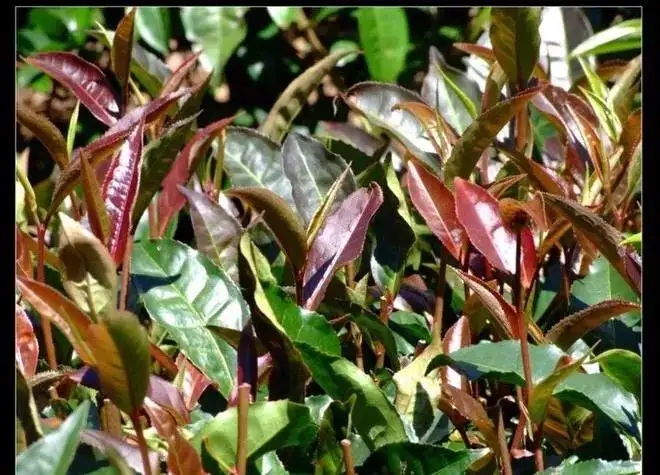 紫芽普洱茶真的都很珍貴嗎？這篇文章說到你心坎上了