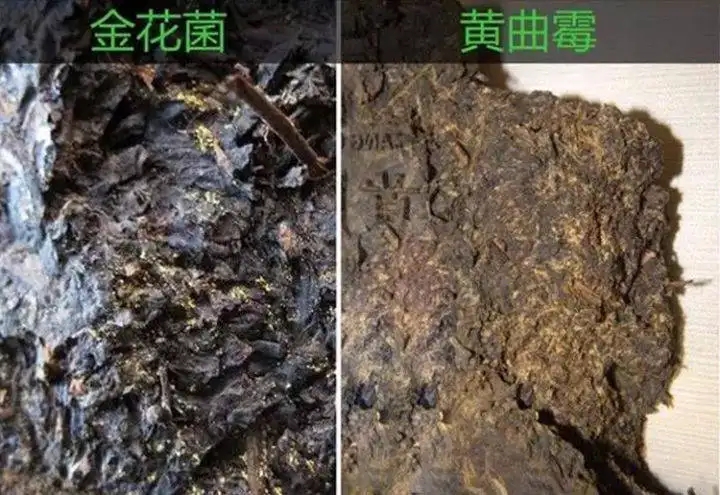 從普洱茶致癌論說開，再談普洱茶與黃曲霉毒素的關(guān)系。