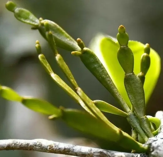 “螃蟹腳”是什么？