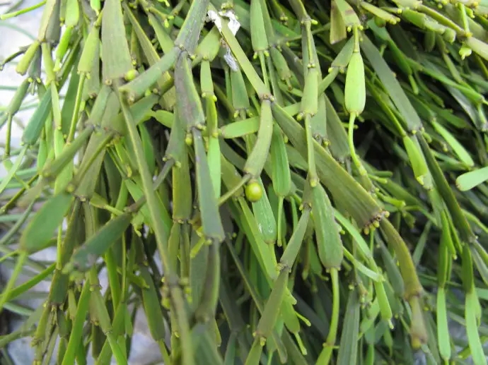 普洱茶中的“螃蟹腳”，到底是什么？如何辨別？