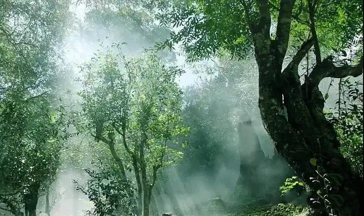 獨有神韻的瀾滄景邁古樹茶！