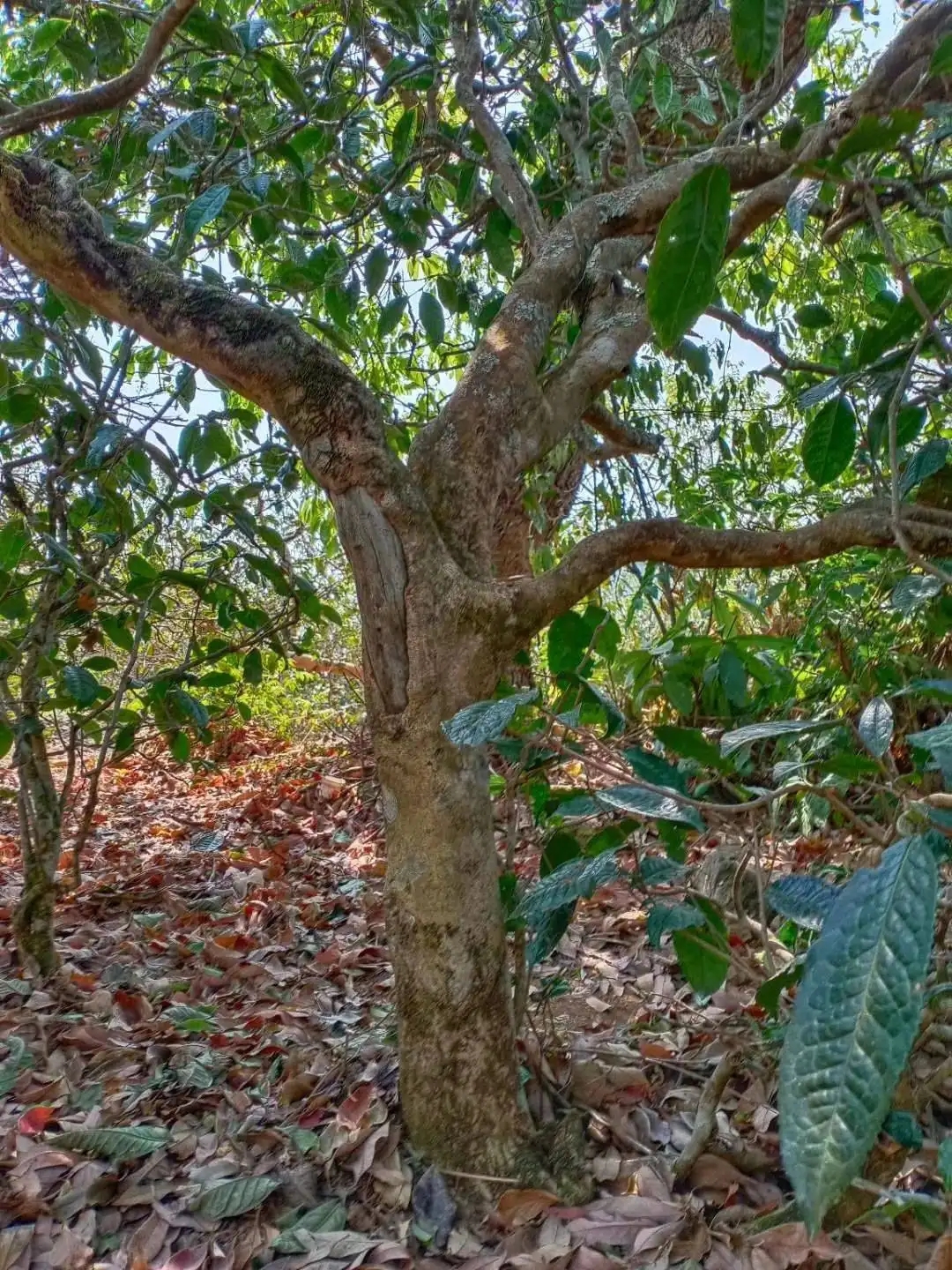 一山一韻，普洱茶的山韻