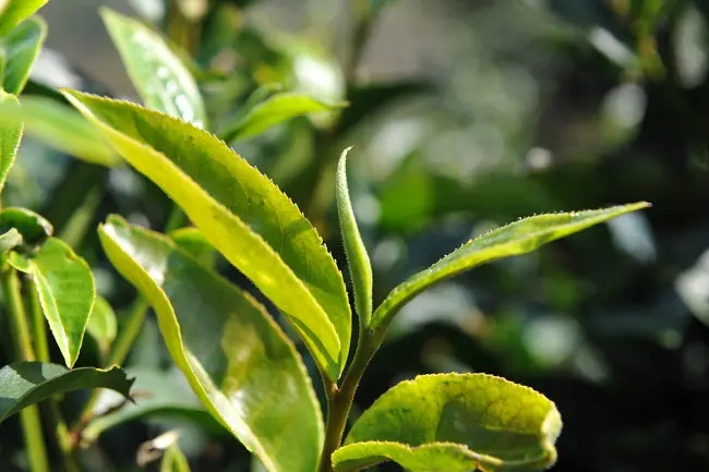 普洱茶“山野氣韻”如何形成？