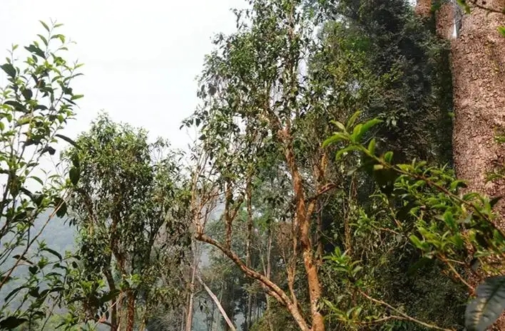 易武白茶園 | 量少珍稀古樹(shù)茶、易武茶中的佼佼者~香揚(yáng)水柔有內(nèi)質(zhì)