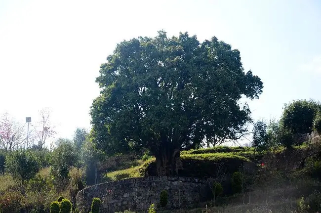 香竹箐 鳳慶名山古樹(shù)