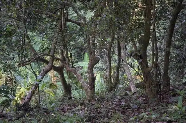 一山一味，山頭茶存在的意義究竟是什么？