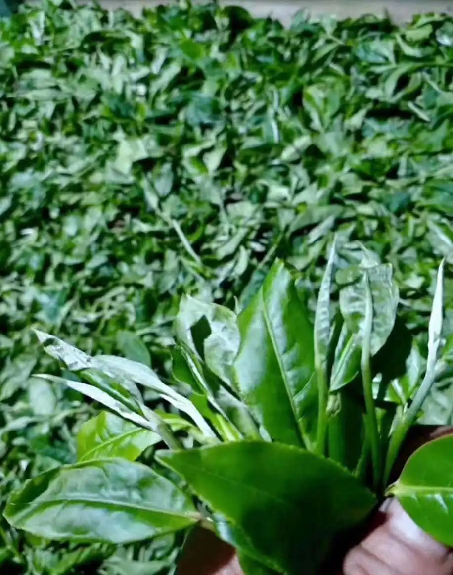 【答疑解惑】關(guān)于勐庫(kù)大葉種，你了解多少？