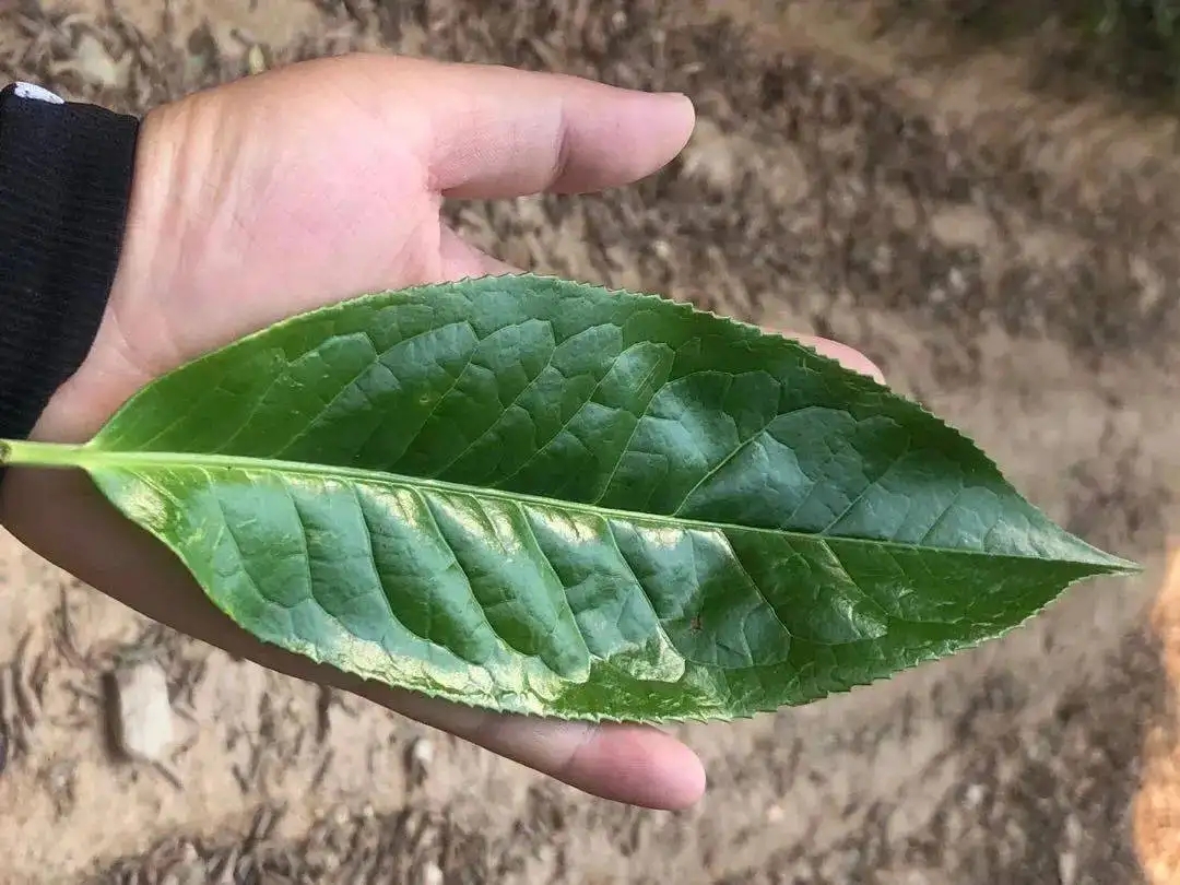 【茶百科】勐庫大葉種的適制性。