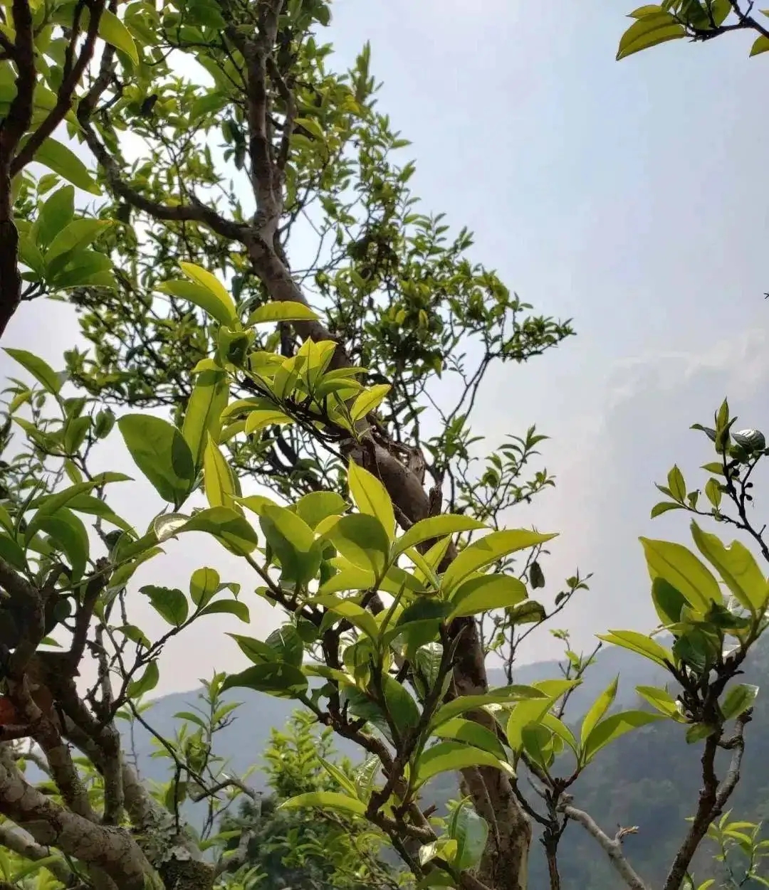 稀缺易武國(guó)有林-15個(gè)經(jīng)典產(chǎn)區(qū)解讀