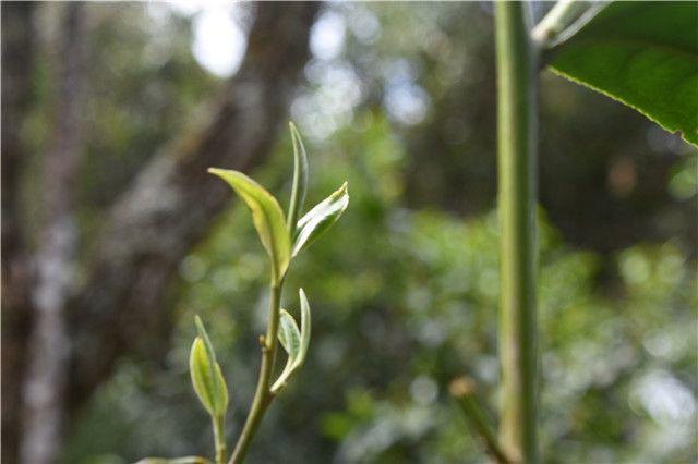 易武古夢 今有余味